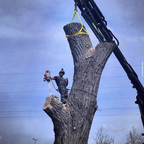 Tree Surgeon Camberley - Camberley Tree Surgeons