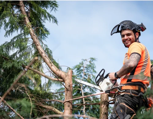 Tree Surgeon Camberley - Camberley Tree Surgeons